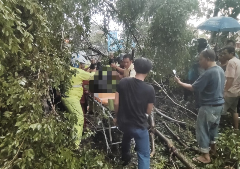 IRT Pengendara Sepedamotor Tewas Tertimpa Pohon Di Jl. Imam Bonjol
