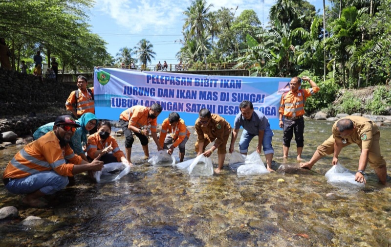 Dorong Ekosistem Perairan Lestari, Agincourt Resources Tebar Puluhan Ribu Bibit Ikan di Lubuk Larangan