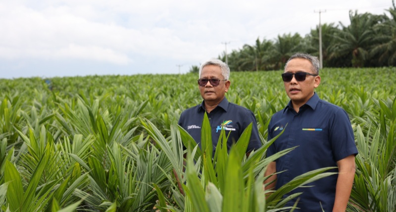PTPN Inisiasi Program PSR Intercropping Padi Dukung Swasembada Pangan nasional