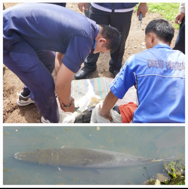 PSDKP Belawan Musnahkan Ikan Aligator Dan Arapaima