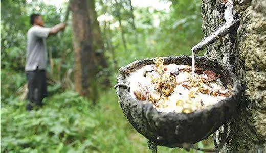 Harga Karet Nyaris Cetak Rekor 10 Tahun, Petani Diuntungkan Efek Perang
