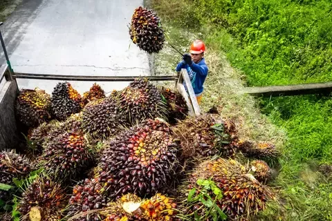 Harga CPO Anjlok, Pasar China Dan Lonjakan Stok Jadi Beban