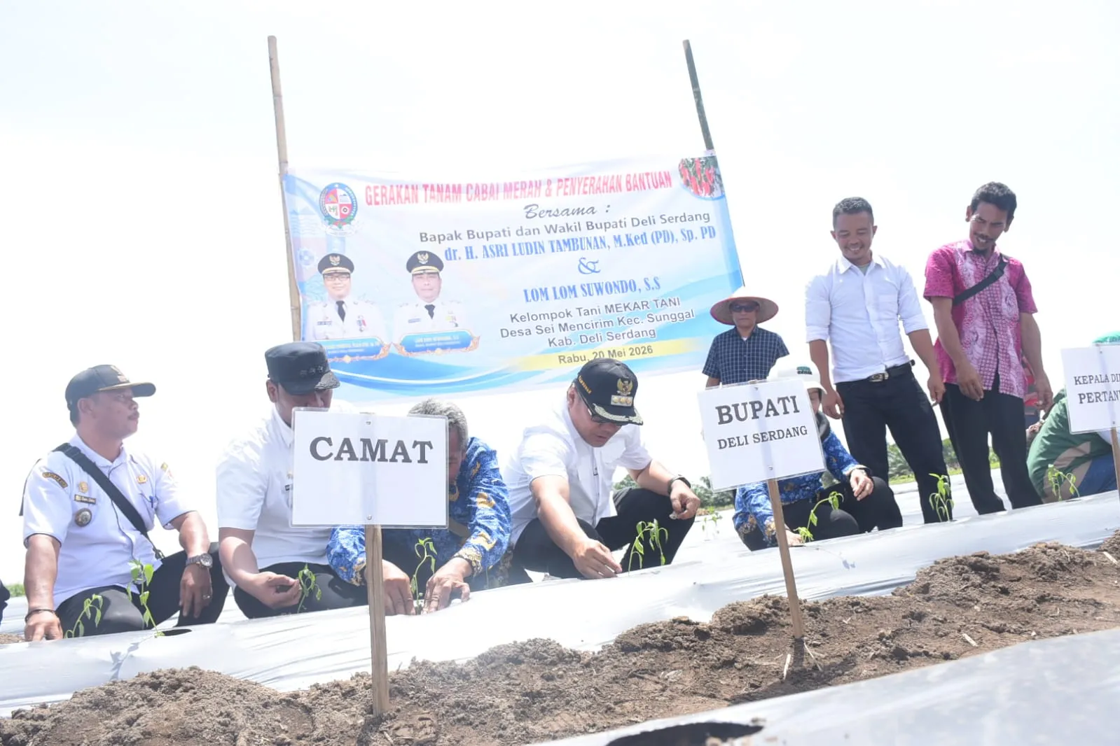 Tanam Cabai di Sunggal, Bupati Asri Ludin Tambunan Tindaklanjuti Keluhan Petani Tentang Irigasi