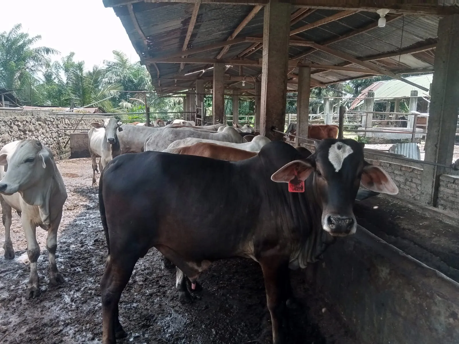 Sepekan Jelang Idul Adha, Penjualan Sapi Kurban di Pematangsiantar Menurun