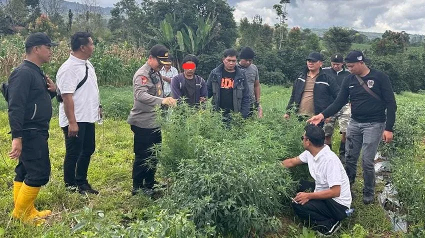 Amankan 8 Tanaman Ganja Siap Panen, Polres Karo Ringkus Warga Pertibi Lama