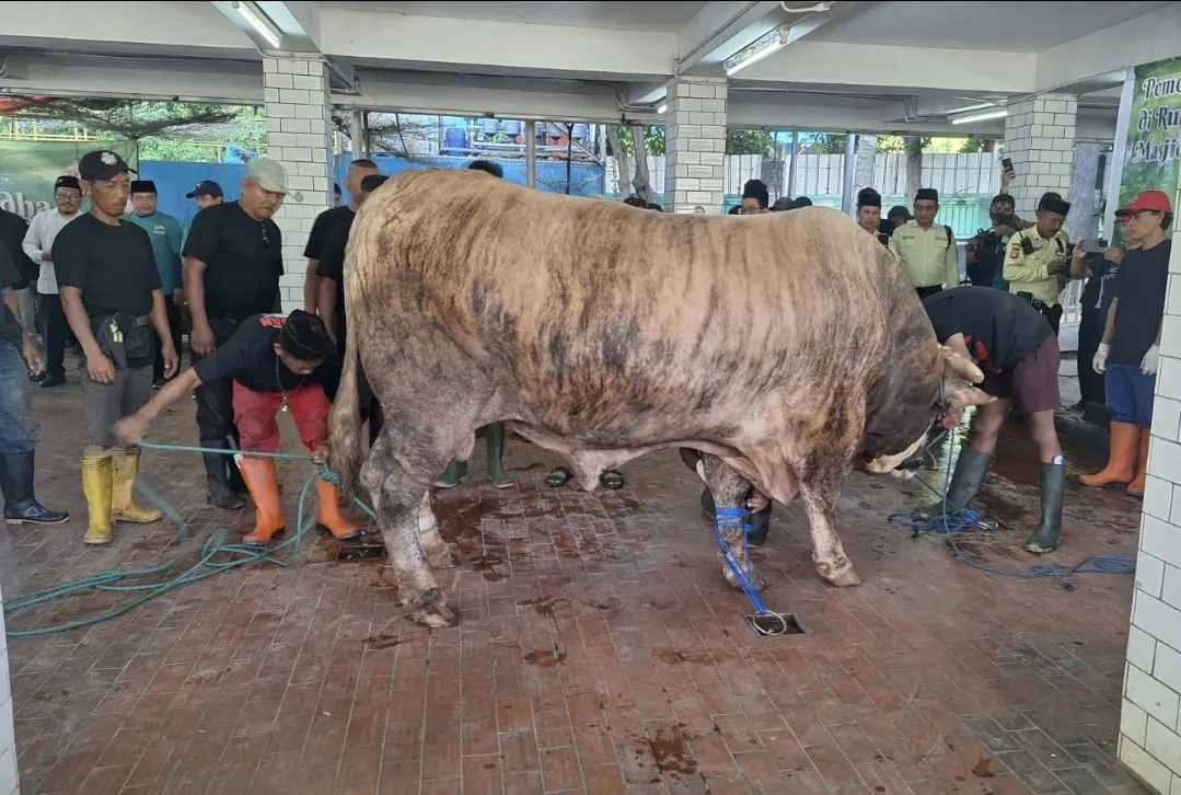 Iduladha 2026, Istiqlal Sembelih 65 Sapi dan 13  Kambing, Menag: Dengan Standar Syariat Ketat