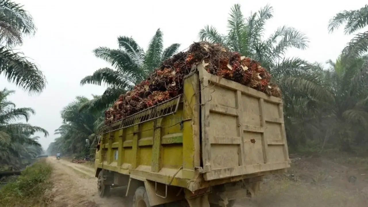 Harga CPO Melonjak, Kebijakan Biodiesel B50 Jadi Pendorong Utama