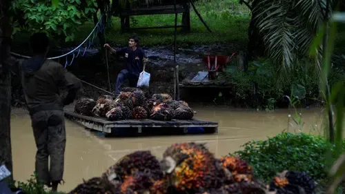 Harga CPO Mendadak Tergelincir, Aksi Profit Taking Akhiri Reli Dua Hari