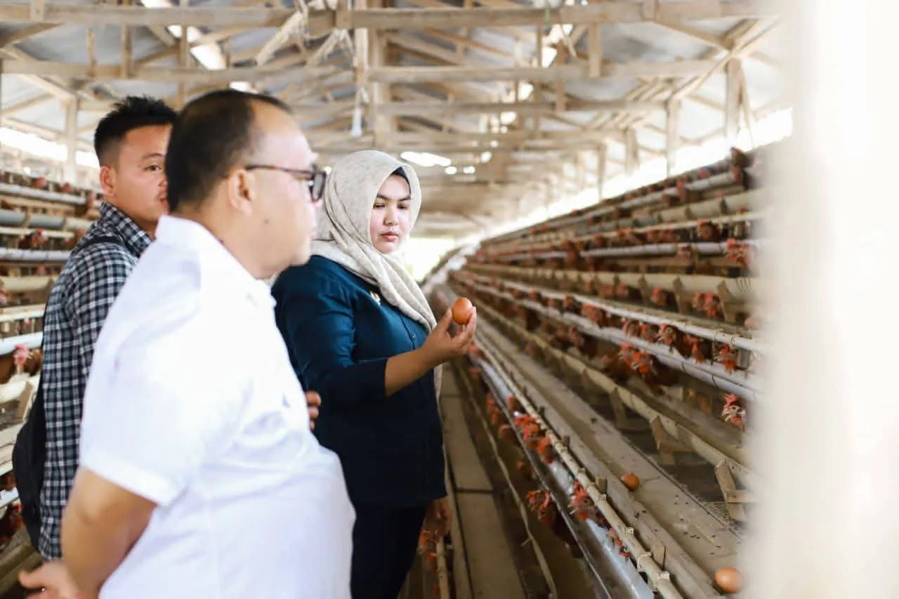 Pemkab Madina Targetkan Penuhi 20 Persen Kebutuhan Telur Mulai 2027