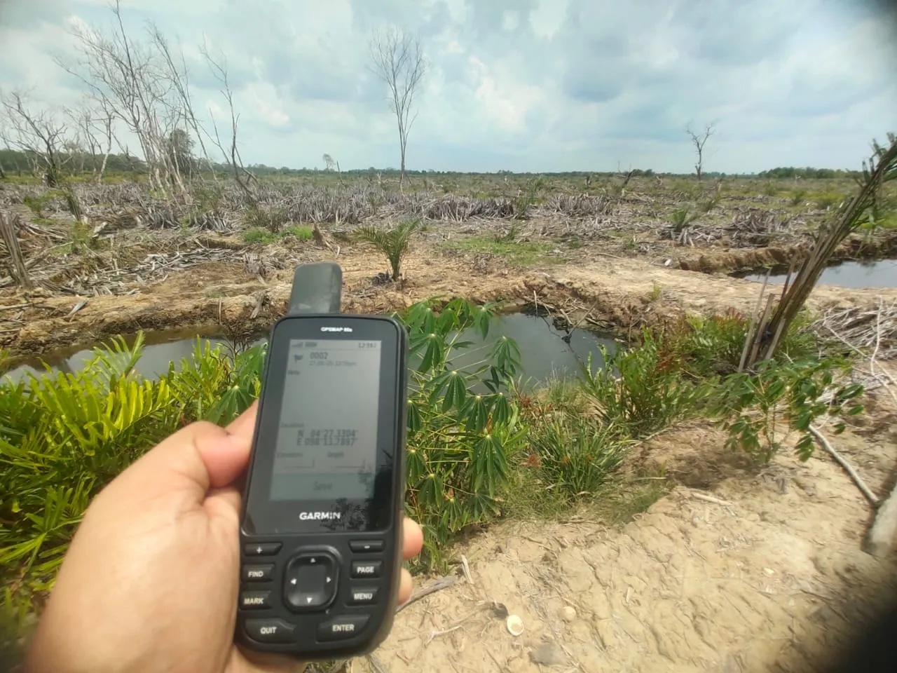 Kasus Perambahan Hutan Mangrove Aceh Tamiang Belum Tuntas, AWF Nilai Penegakan Hukum Lemah