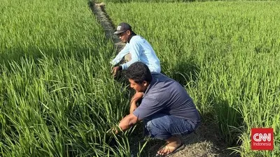 Teknologi Baru Bikin Panen Padi Berpotensi Berlipat
