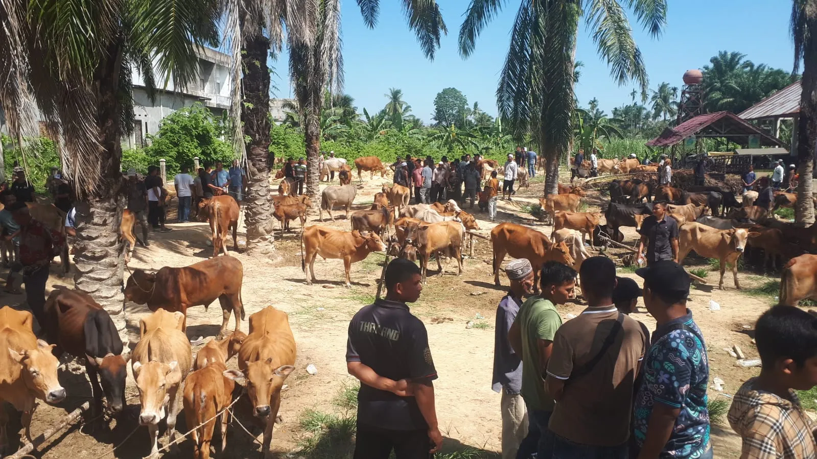 Harga Sapi di Pasar Hewan Aceh Tamiang Naik 20 Persen