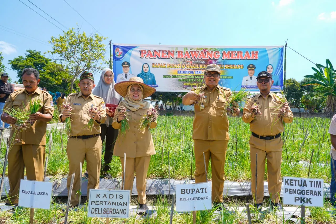 Panen Bawang di Beringin, Pemkab Deliserdang Pastikan Hasil Panen Untungkan Petani