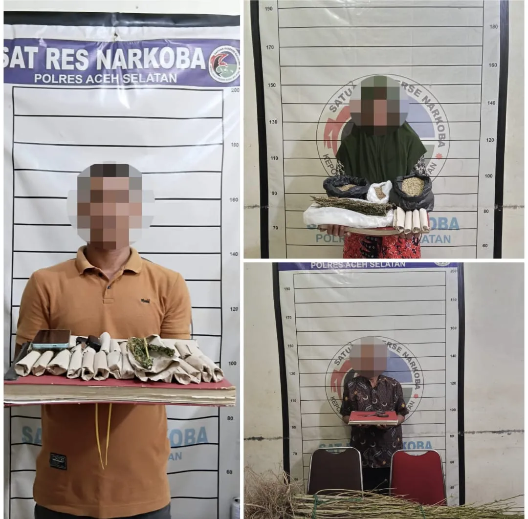 Bongkar Jaringan hingga ke Kebun, Polres Aceh Selatan Tangkap Tiga Pengedar Ganja