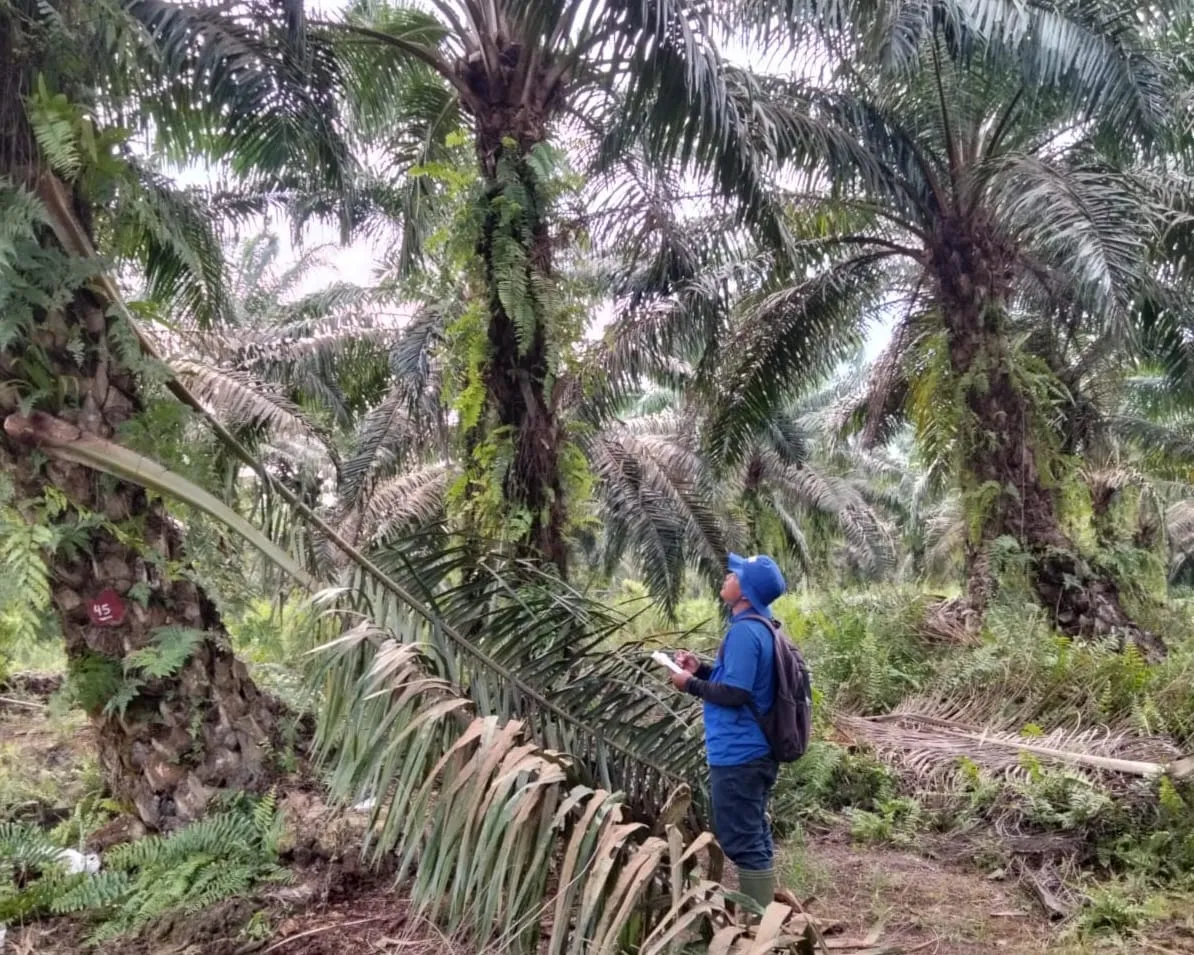 Akibat Penjarahan, PT CSIL Rugi Rp563 Juta, Ketua Koperasi Diamankan