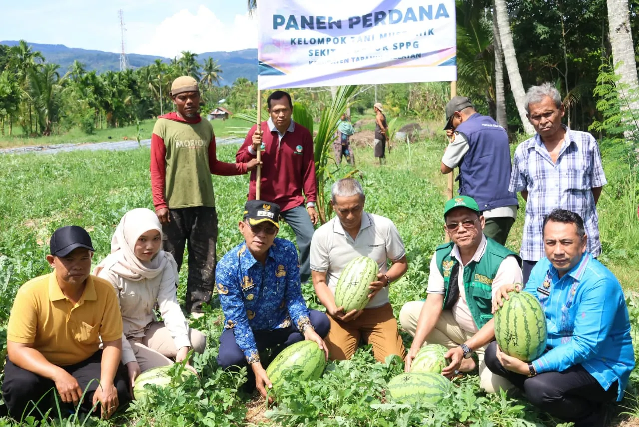 Bupati Tapsel Panen Semangka, Diborong MBG