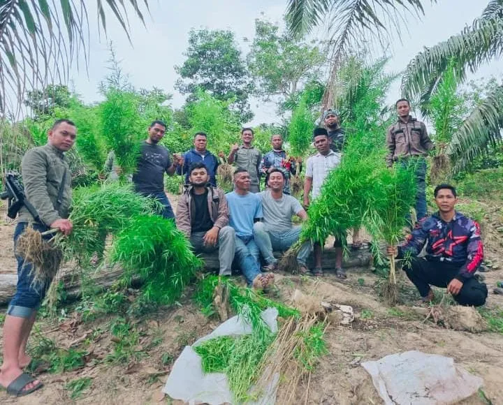 Polres Langsa Bongkar Ladang Ganja di Perkebunan Sawit