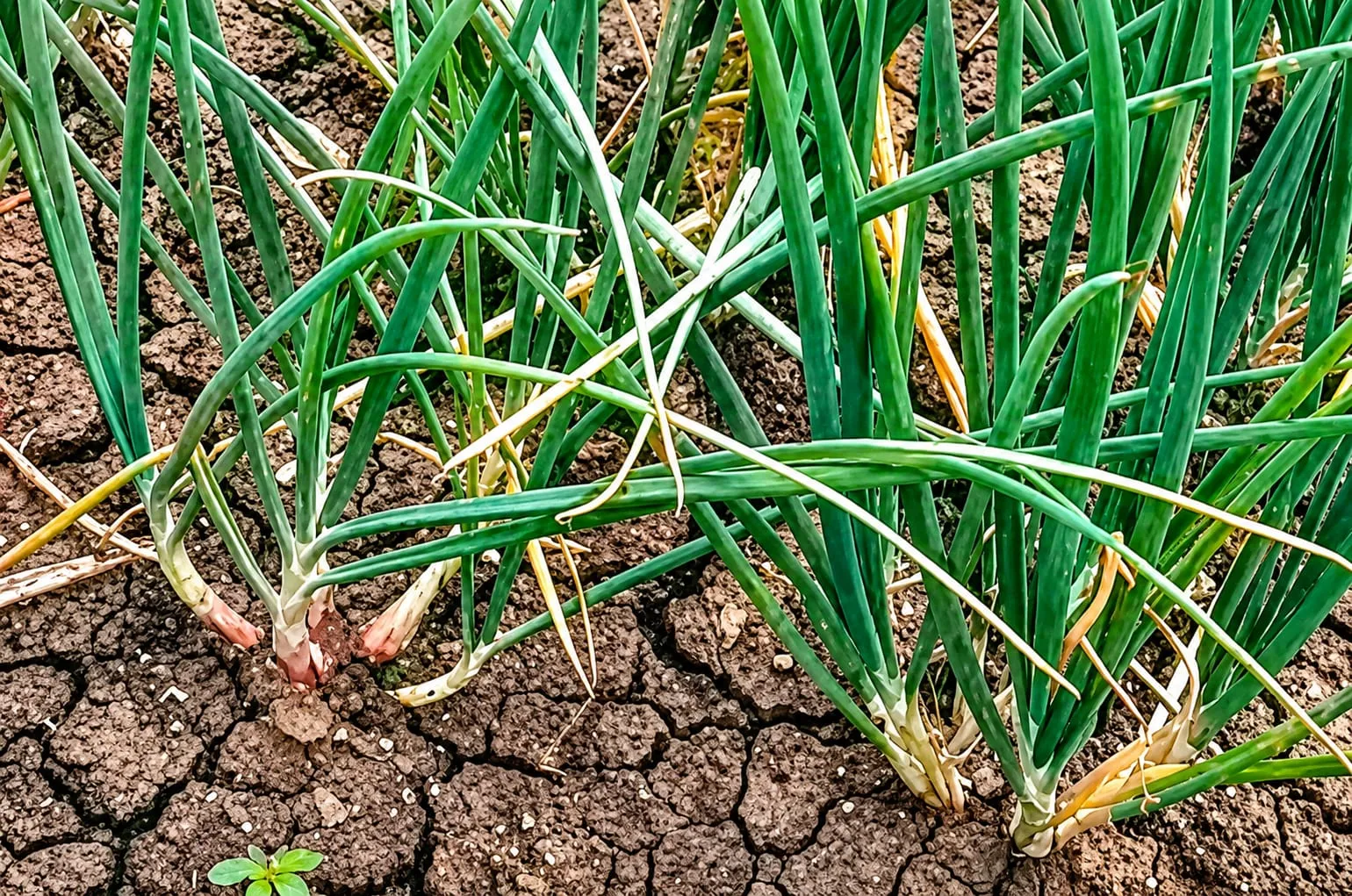 Bawang Diserang Ulat, Petani Pidie Resah