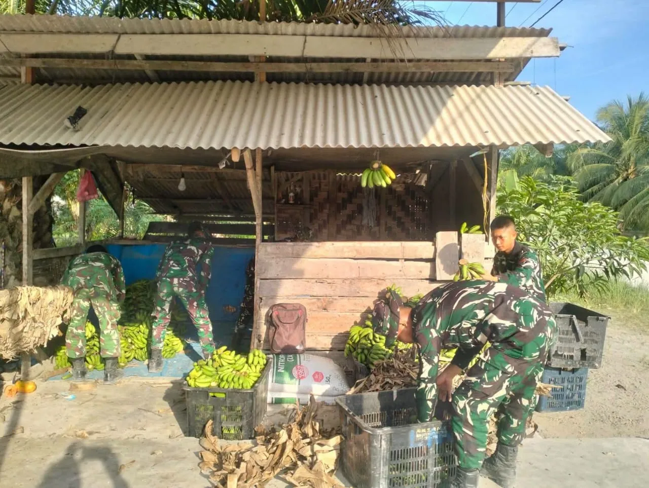 Kehadiran Satgas TMMD Ke-129 TA 2026 Kodim 0208/Asahan Membantu Ringankan Petani Pisang