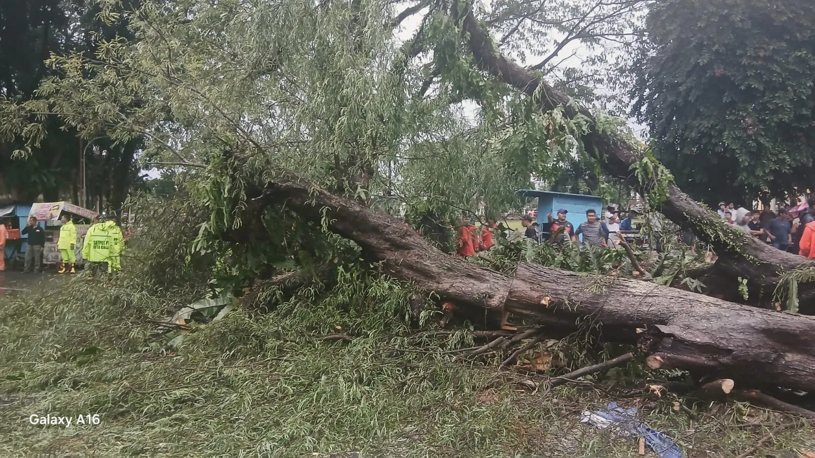 Saat Hujan Deras, Pohon Tumbang Timpa Pedagang Bakso di Lapangan Merdeka Binjai
