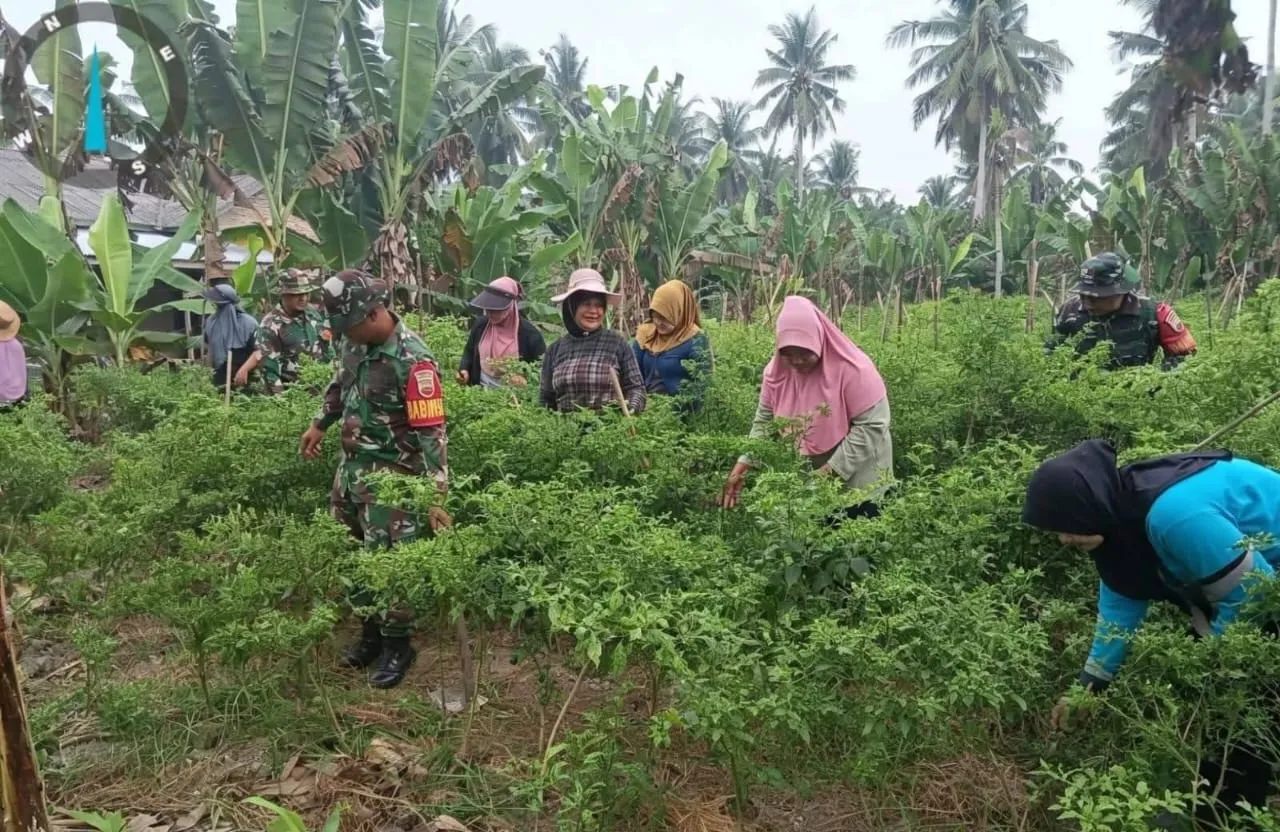 Peduli Ketahanan Pangan Nasional, Satgas TMMD Ke-129 TA 2026 Kodim 0208/Asahan Lakukan Penanaman Cabai di Desa Kapal Merah