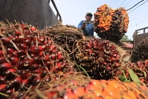 Harga CPO Berpeluang Tembus Rp5.000 Ringgit
