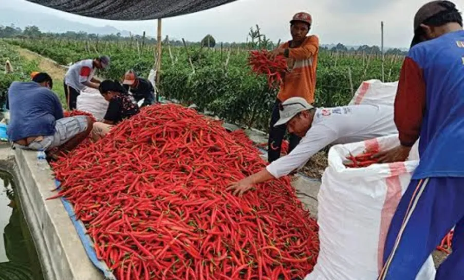 Pasokan Cabai Melimpah, Pendapatan Petani Terdampak Penurunan Harga