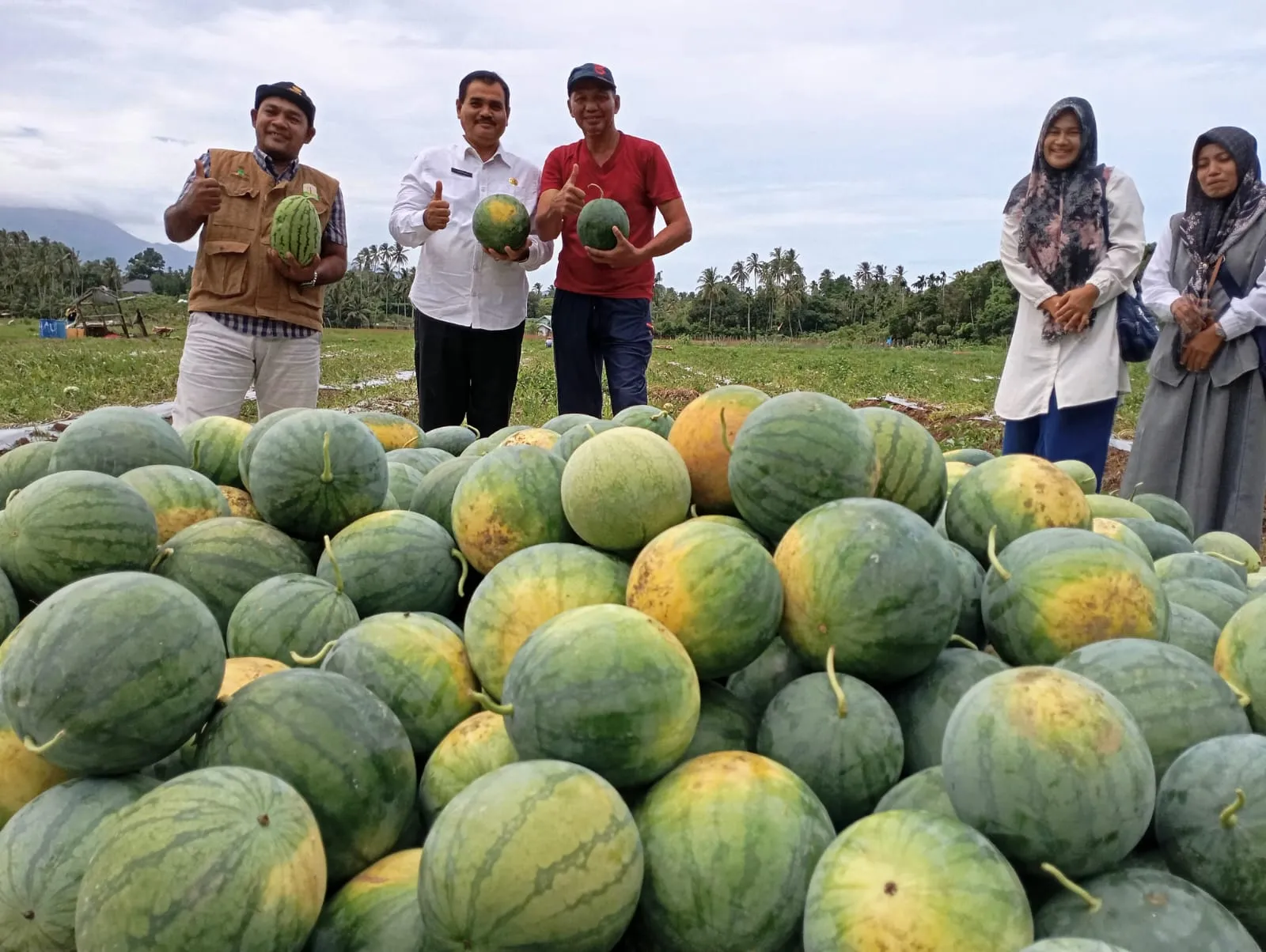 BUMG Lamgirek Kembangkan Semangka Non Biji, Kelompok Tani Nikmati Hasil Panen