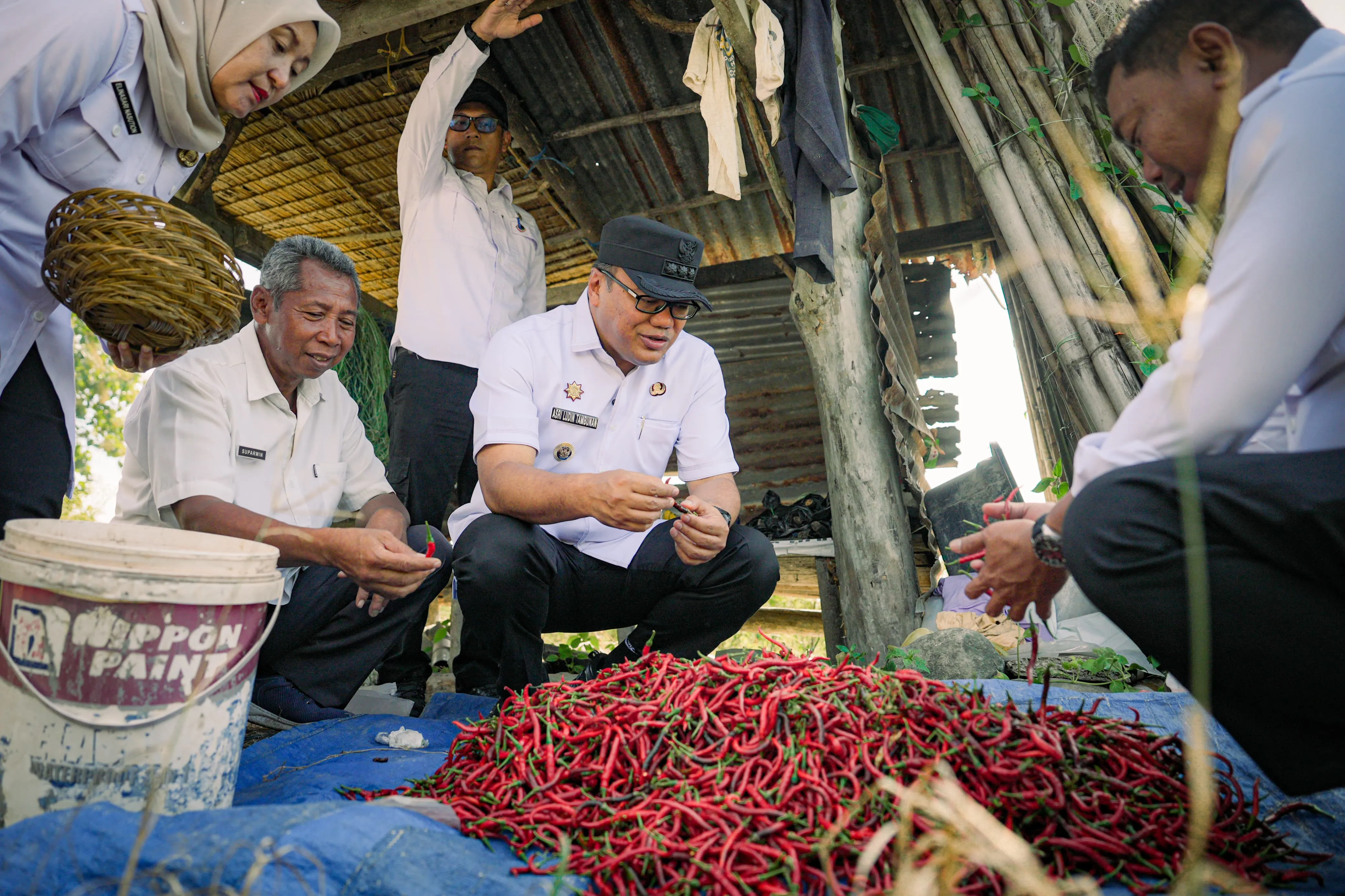 Panen Cabai di Hamparan Perak, Bupati : RDKK Kunci Memperoleh Pupuk Bersubsidi