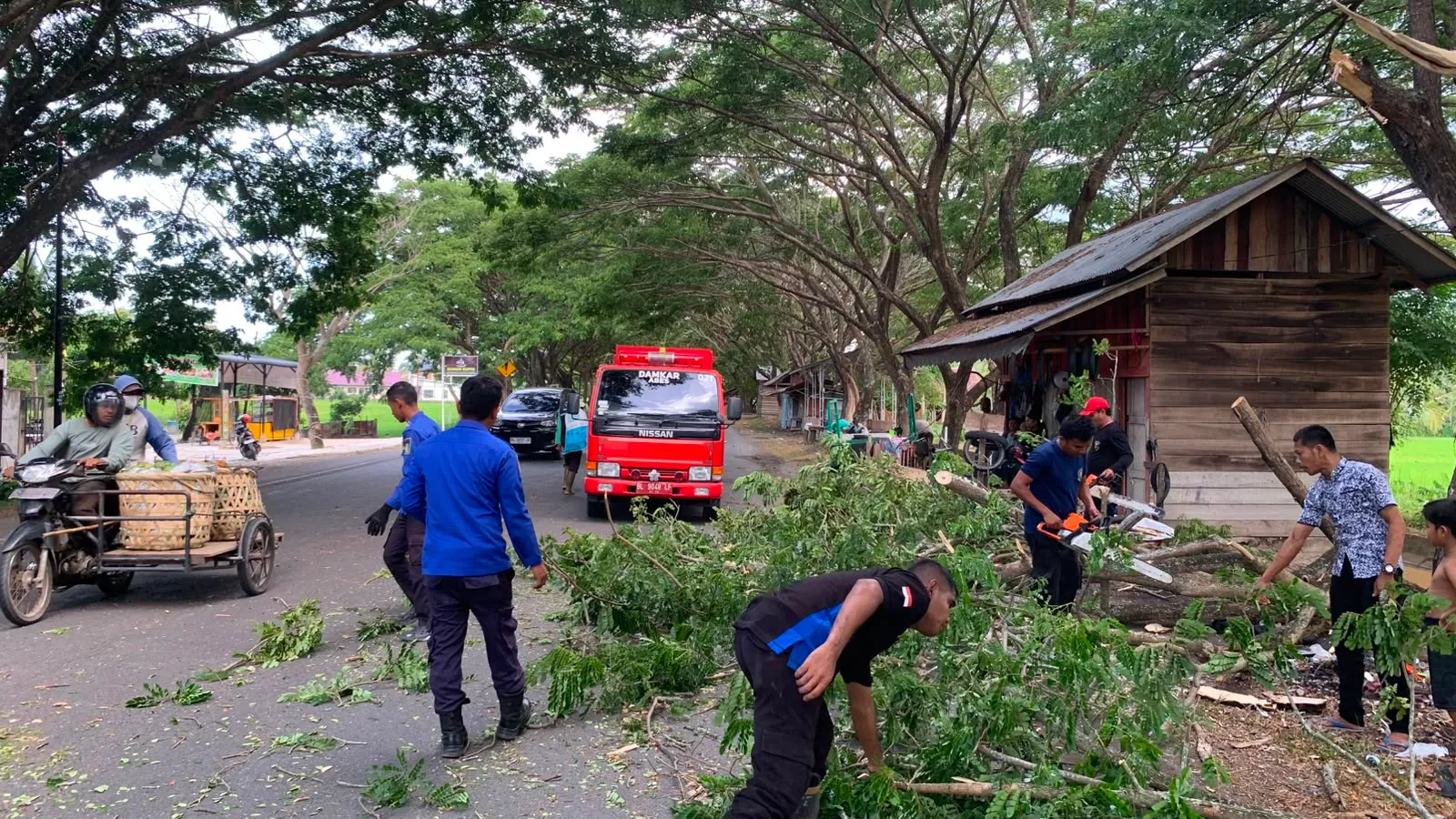 Dua Pohon Tumbang di Jalan Lintas Nasional Sumatera