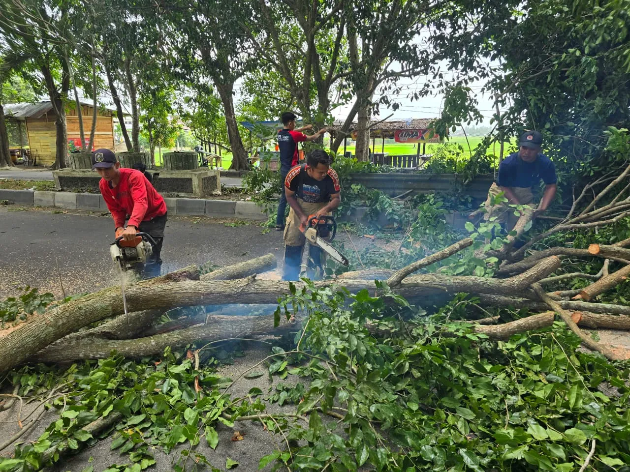 BPBD Aceh Besar Tangani 7 Kejadian Baru Akibat Angin Kencang