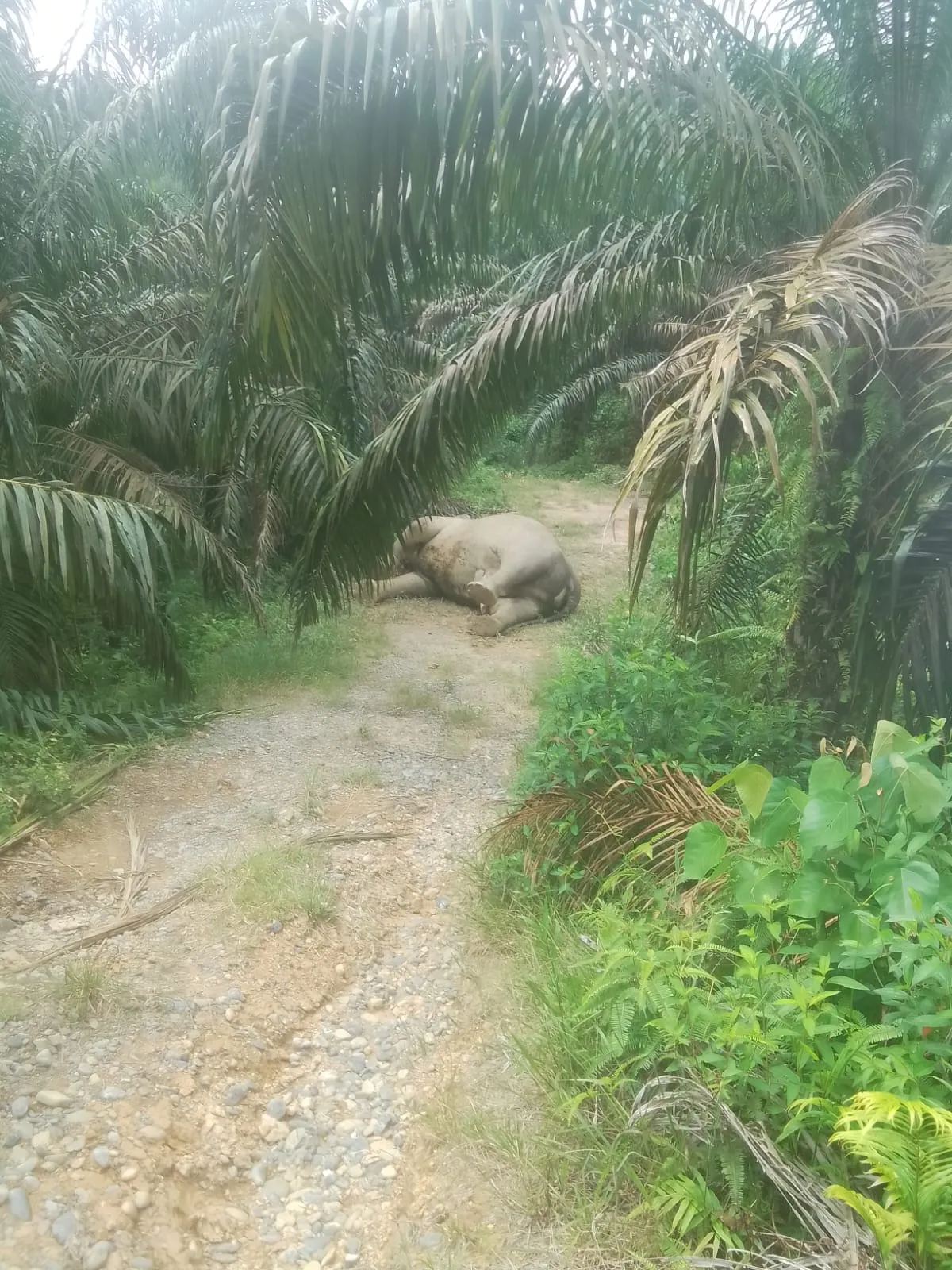 Seekor Gajah Ditemukan Mati di Lahan Perkebunan PT MPLI Aceh Tamiang