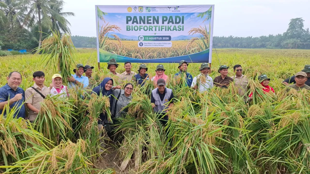 Panen Padi Biofortifikasi di Sergai: Dari Sawah untuk Perangi Stunting dan Perkuat Ketahanan Pangan