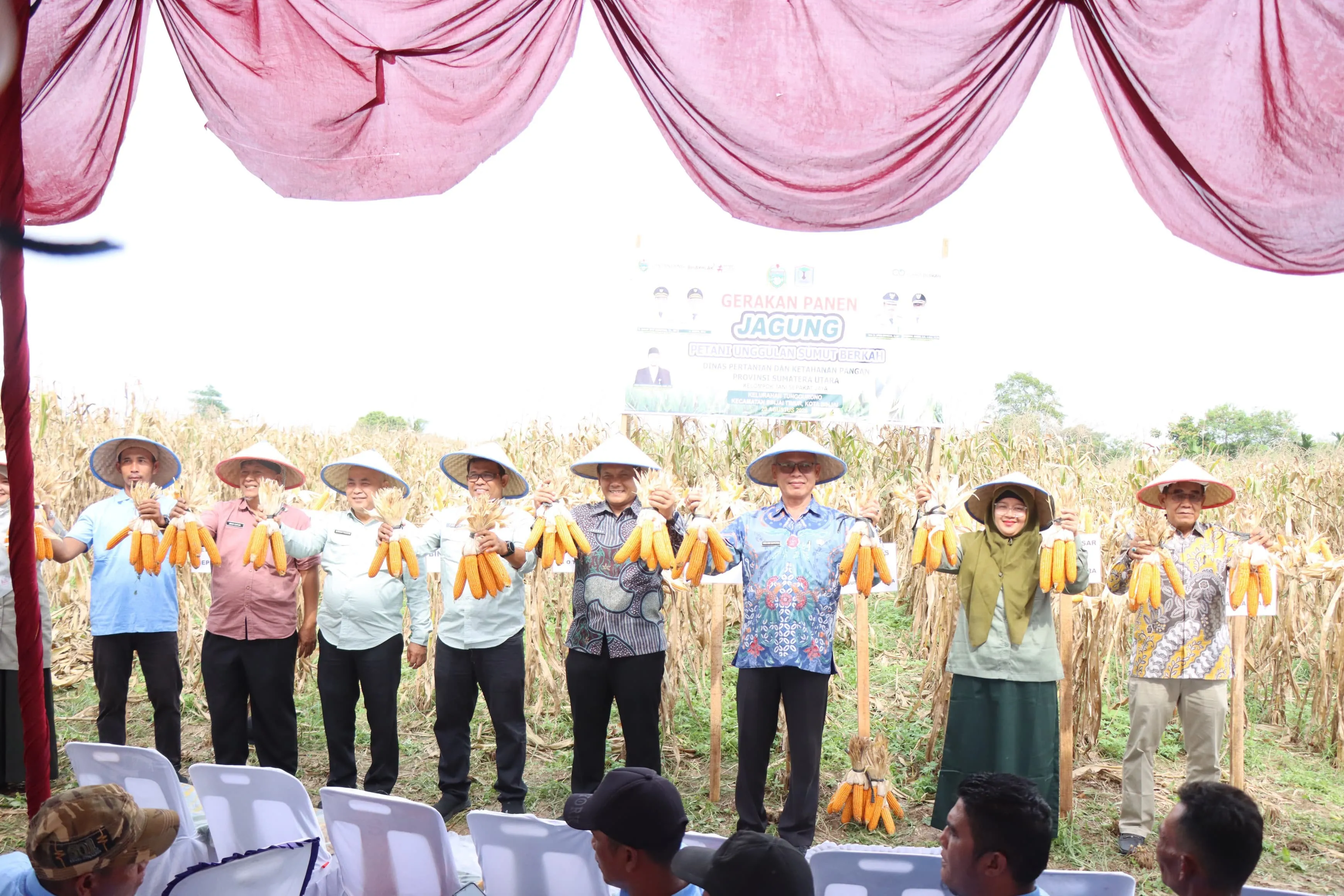 Panen Jagung di Tunggurono Perkuat Ketahanan Pangan dan Penghasilan Petani Binjai