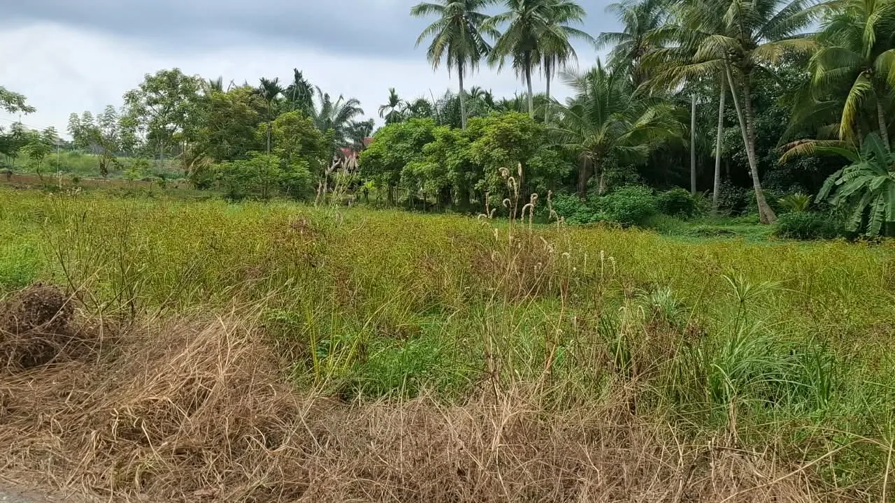 Warga Keluhkan Revitalisasi Sawah di Alue Mangki, Ditumbuhi Semak Belukar