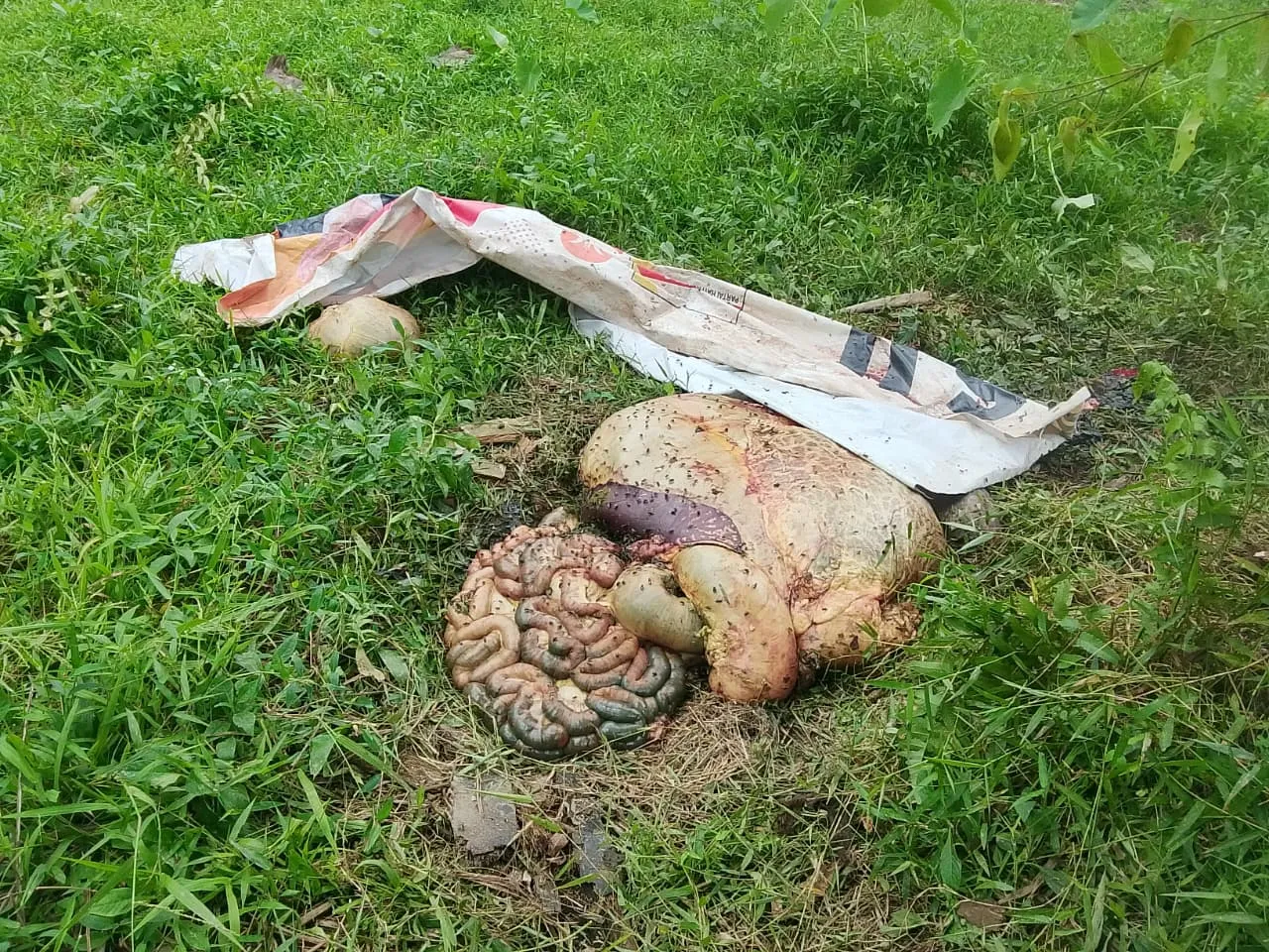 Waspadai Marak Pencurian Lembu Modus Sembelih di Tempat