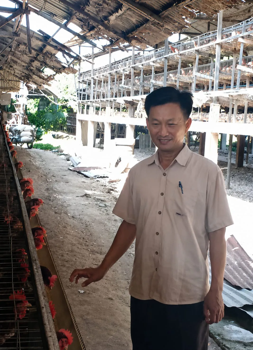 SBM Langka, Harga Pakan Melambung: Peternak Ayam Mulai Terjepit