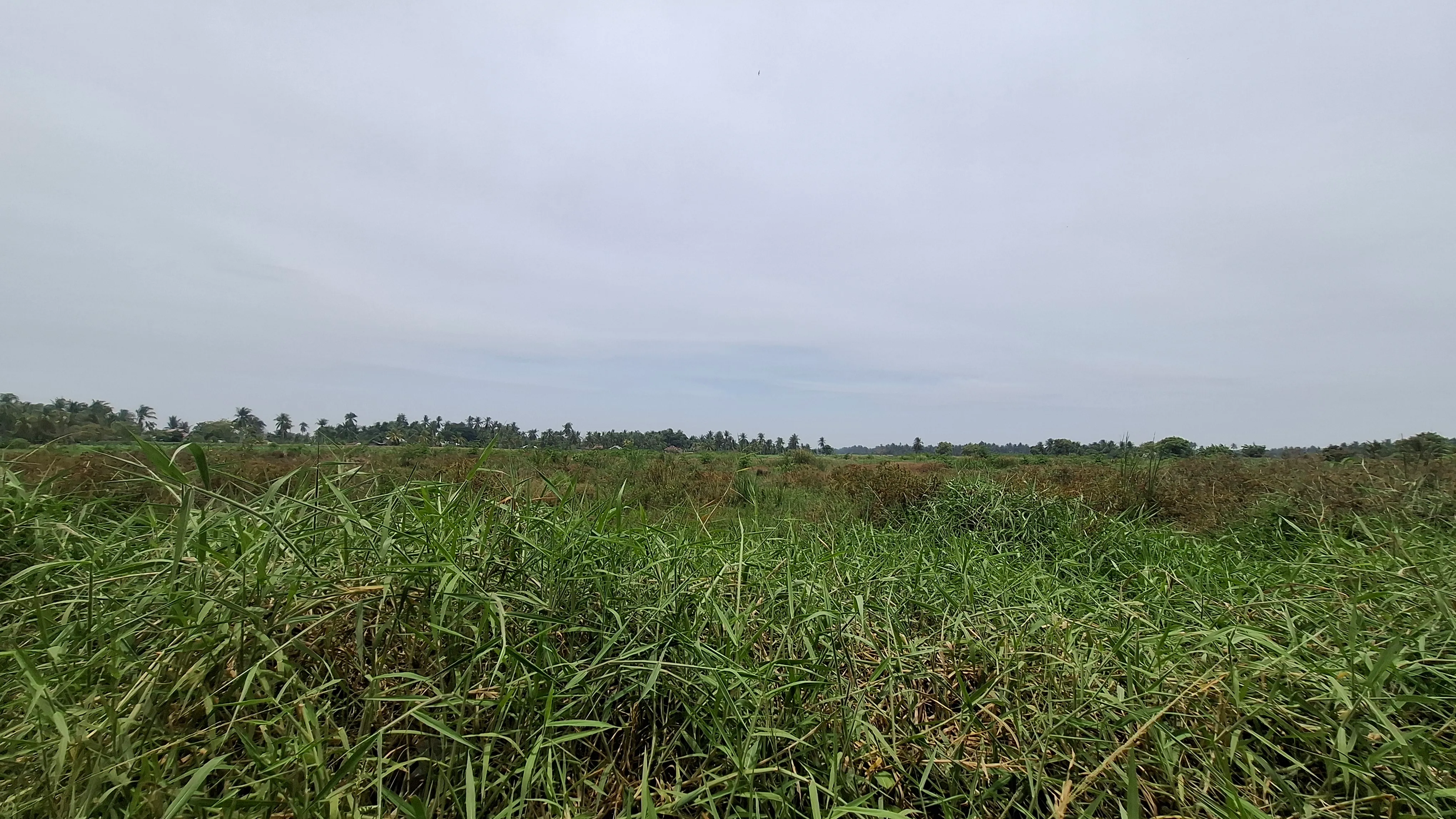 Hampir Setahun Banjir Bireuen: Puluhan Hektare Sawah Tambak Rusak Belum Pulih, Warga Terpaksa Berutang