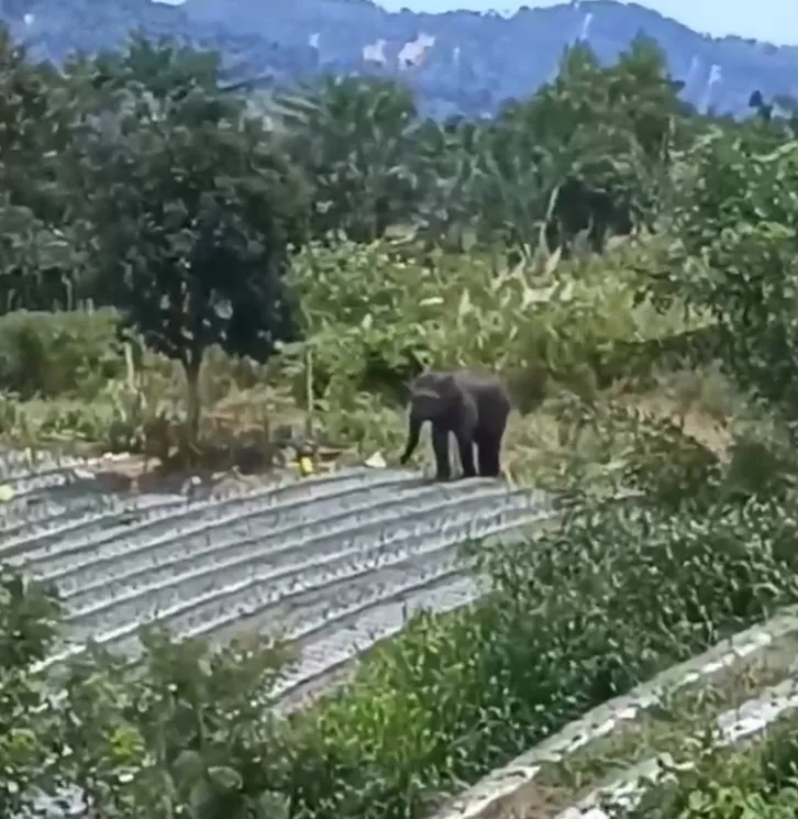 Masuk Kebun, Empat Gajah Liar Rusak Tanaman Cabai Warga Buter Balek