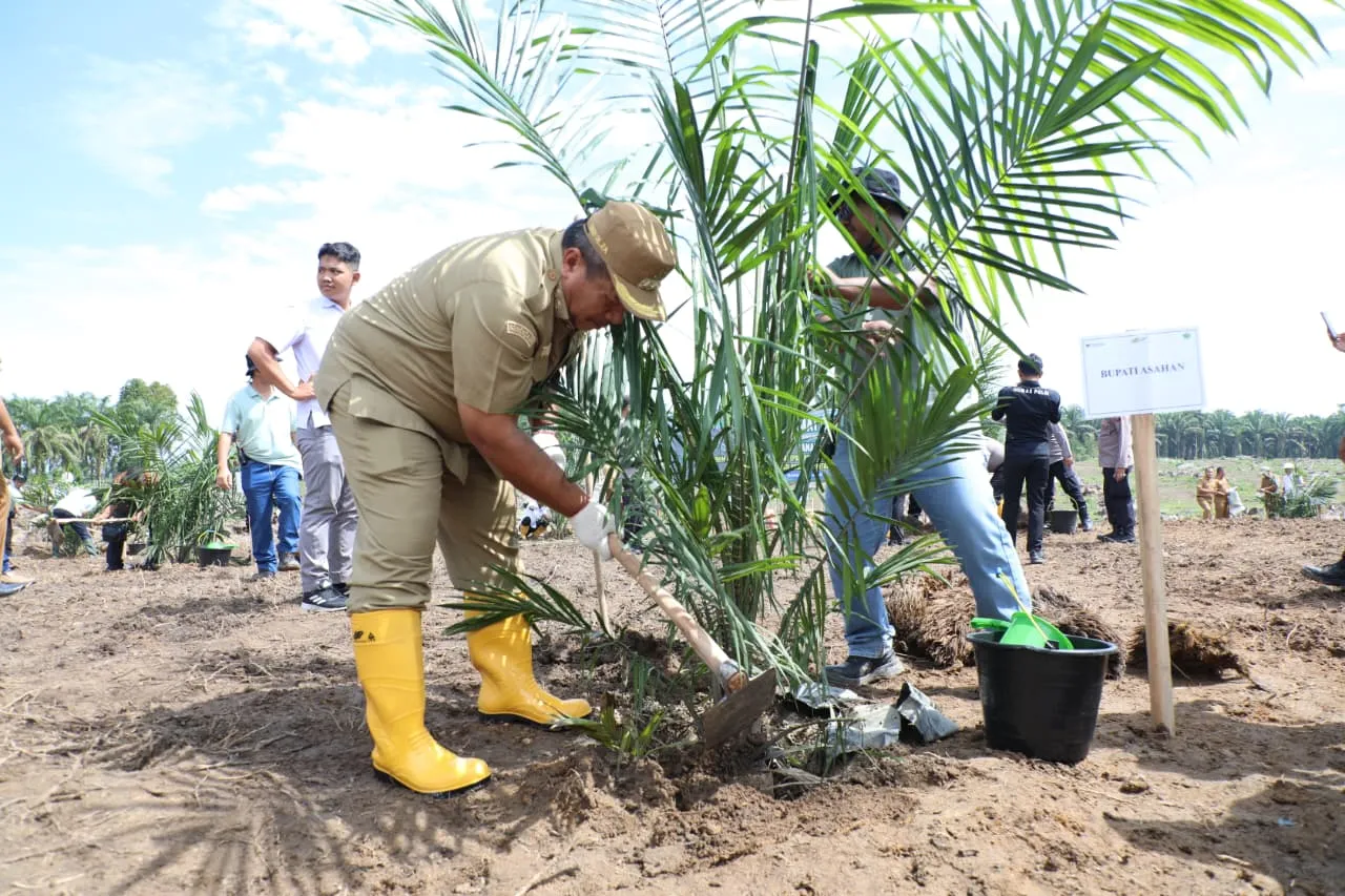 Bupati Asahan Tanam Perdana PSR dan Intercropping Padi Gogo di Bandar Pasir Mandoge
