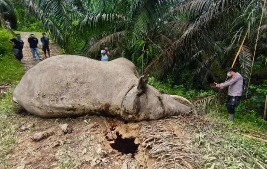 BKSDA Aceh Gerak Cepat Identifikasi Kematian Gajah Liar di Aceh Tamiang