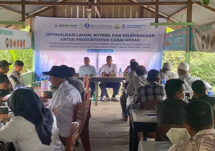 Merah Cabai, Hijau Harapan: Aceh Barat Menanam Kendali Inflasi