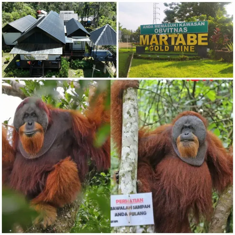 PTAR Ingin Long Call Masih Terdengar di Hutan Batangtoru