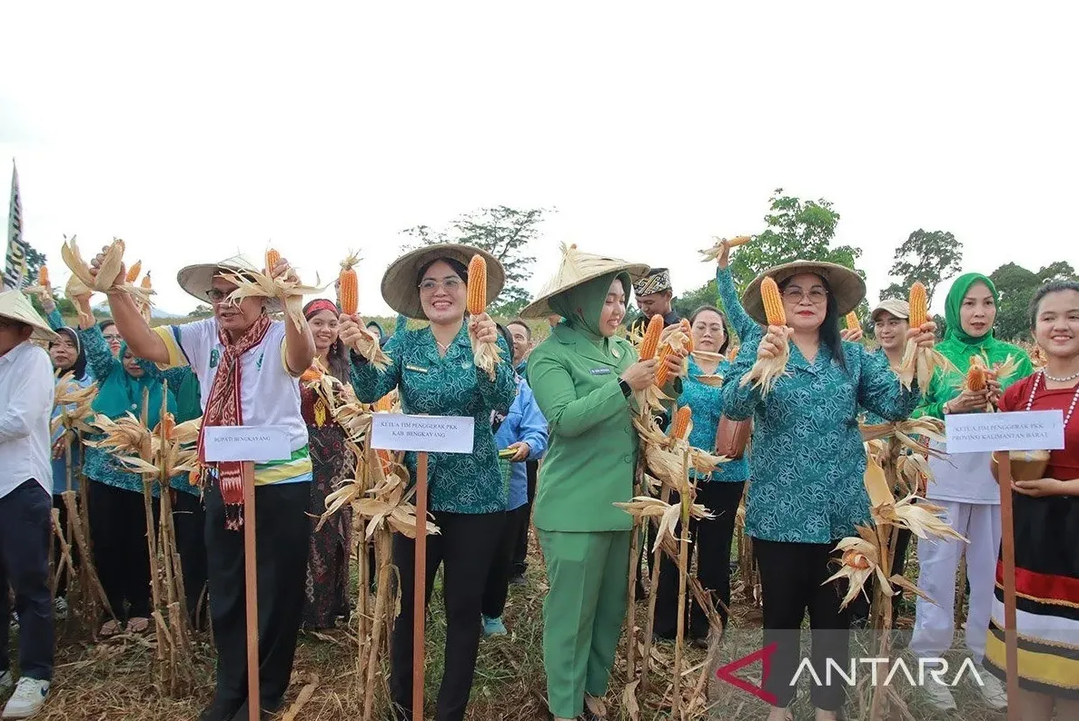 Panen raya jagung di Bengkayang perkuat ketahanan pangan keluarga