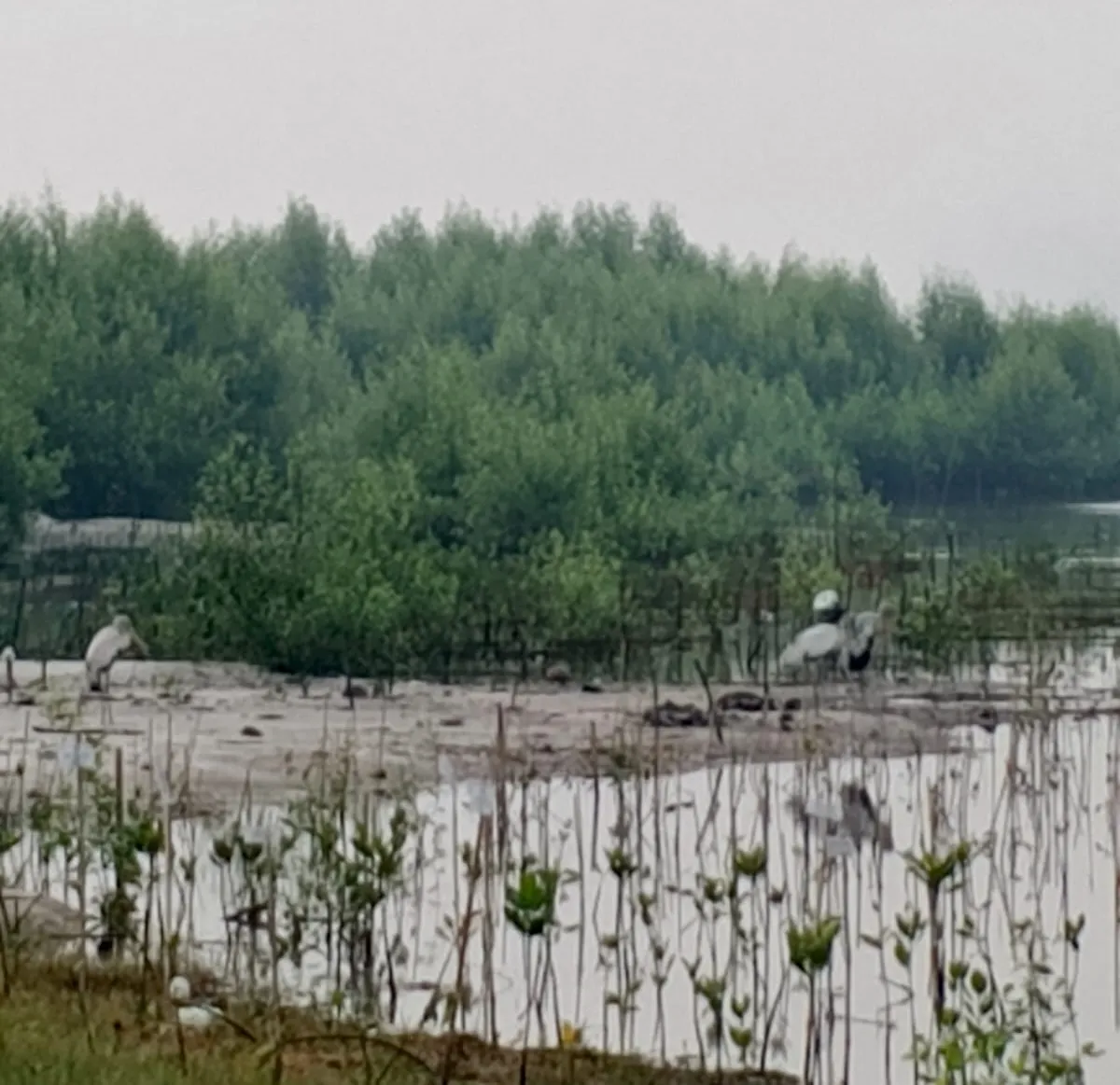 Menjaga Bakau Bersama