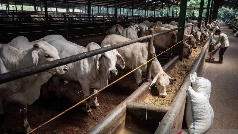 Indonesia Masih Impor 1 Juta Ekor Sapi per Tahun