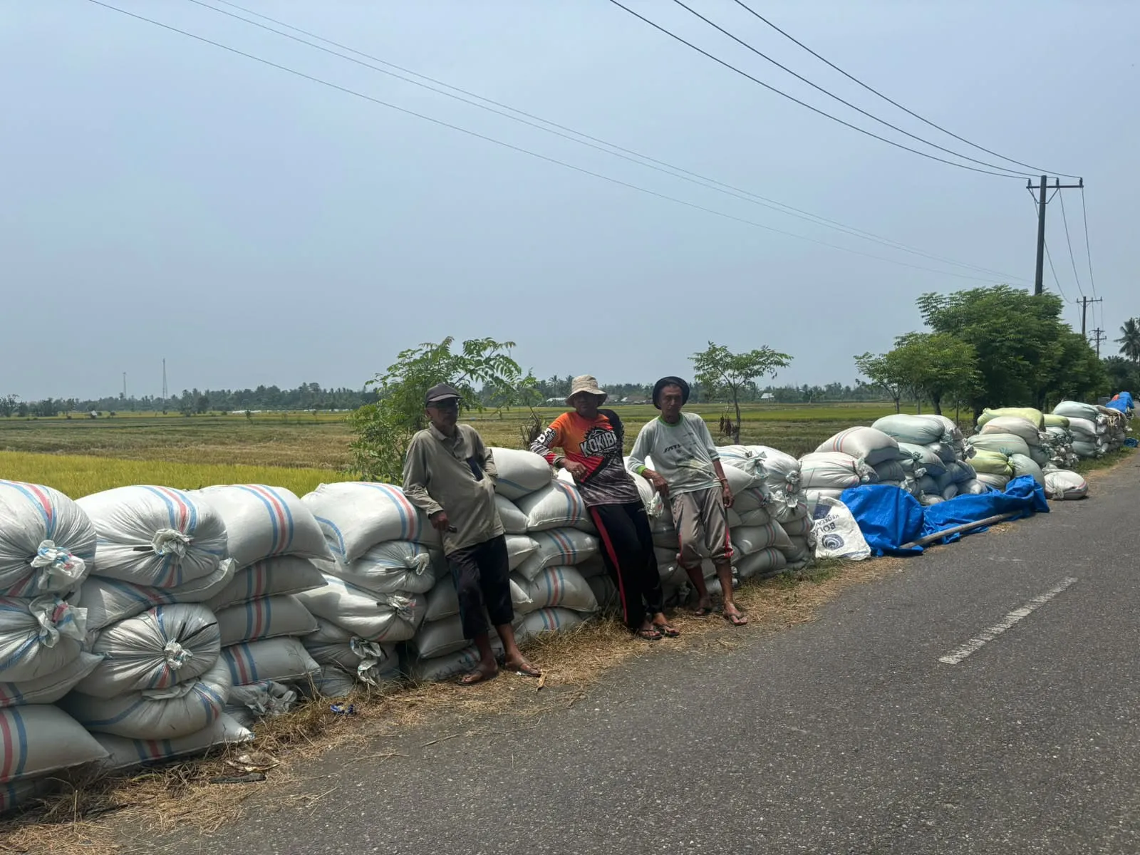 Imbas Solar Langka di Abdya, Harga Gabah Merosot