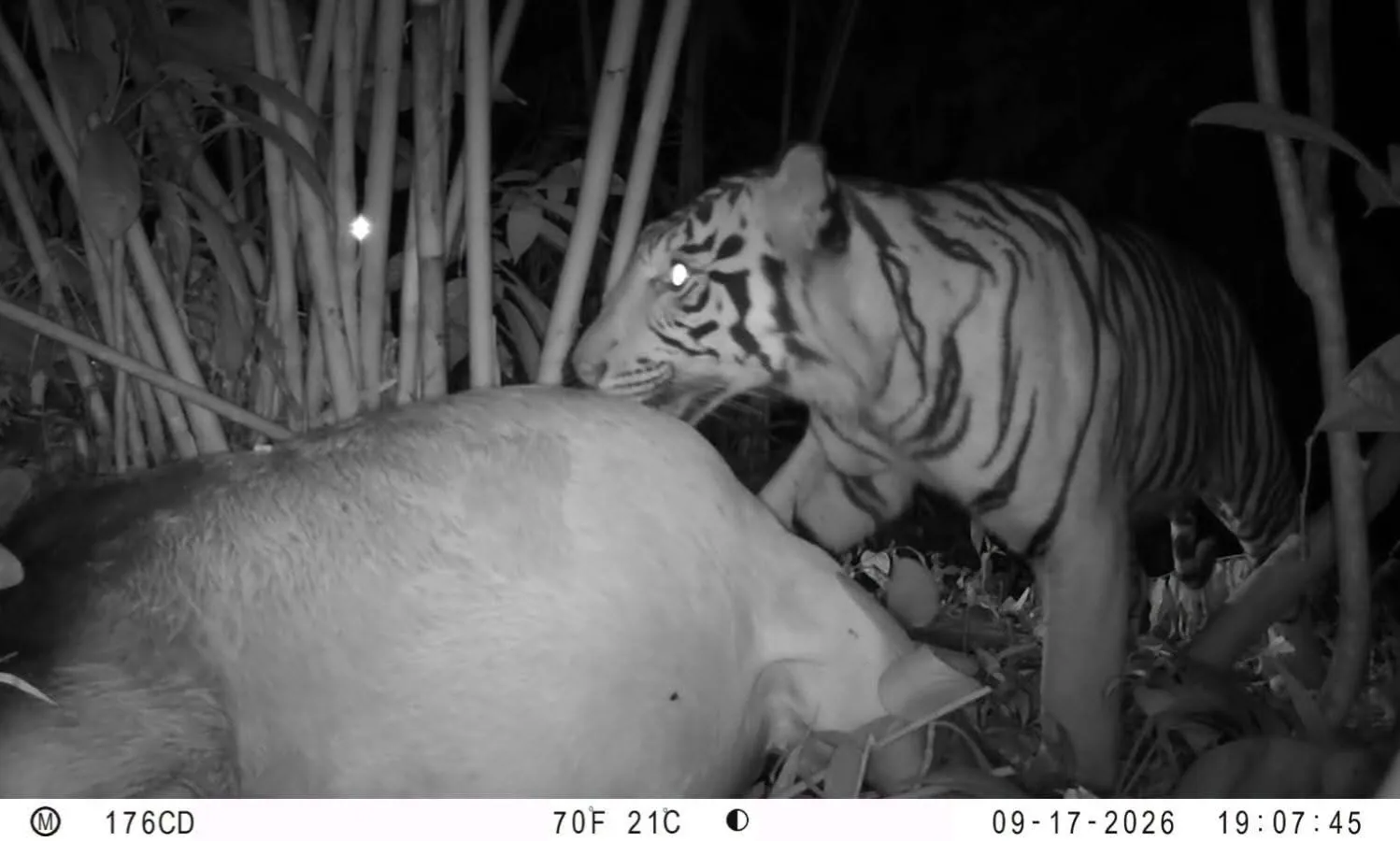 Pemkab Pakpak Bharat Pantau Kemunculan Harimau di Kuta Saga