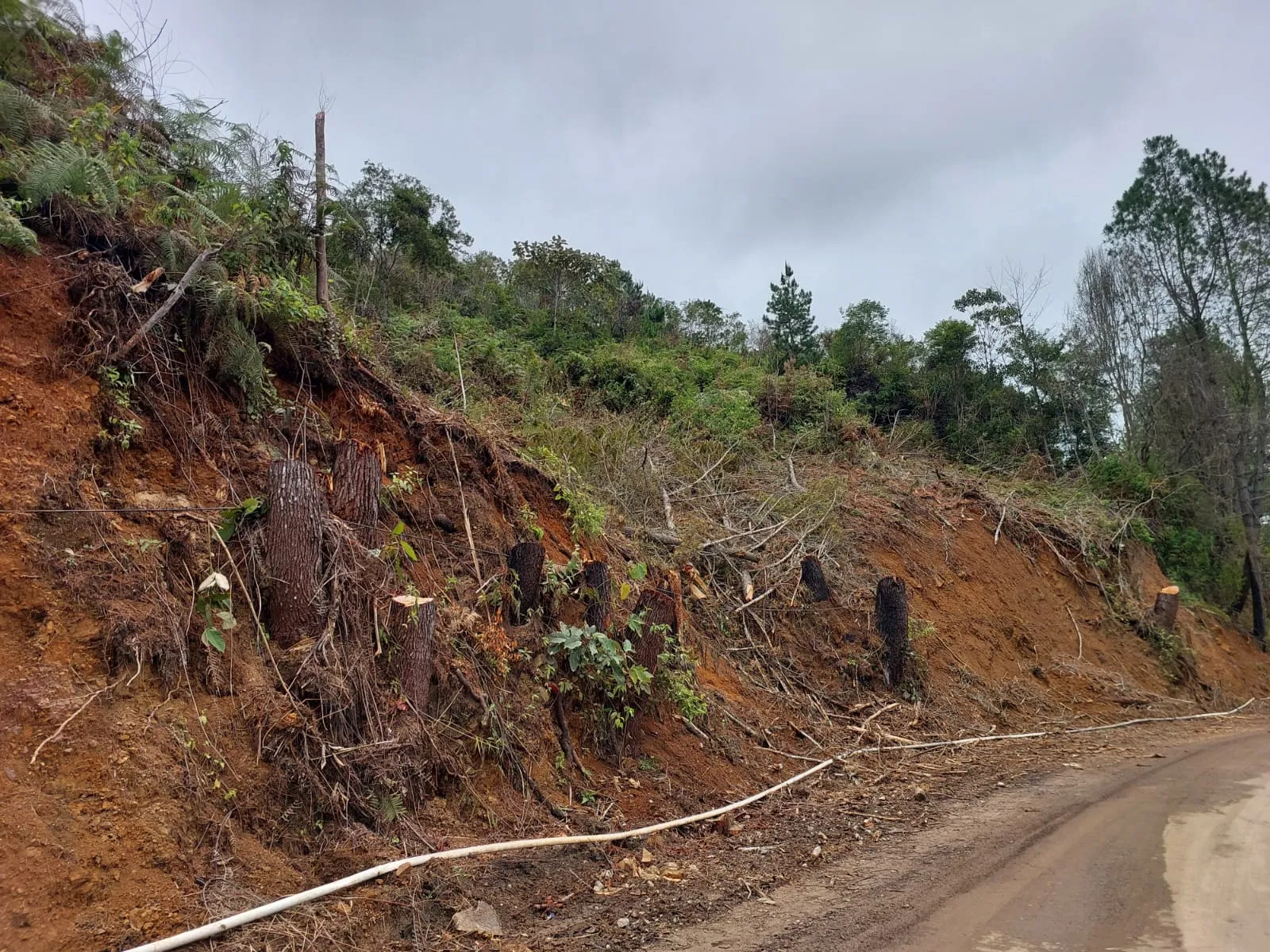 KPH Akui Pelebaran Jalan Parsoburan Belum Kantongi Izin PPKH