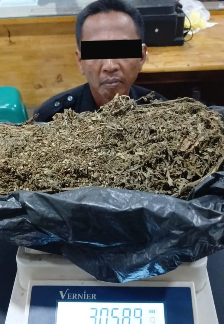 Oknum Satpam Nyambi Jual Beli Daun Ganja: Polisi Sita Barang Bukti 3 Ons